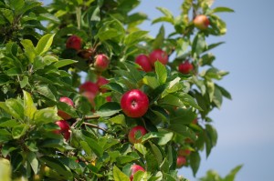 apple-tree-1512359_1280